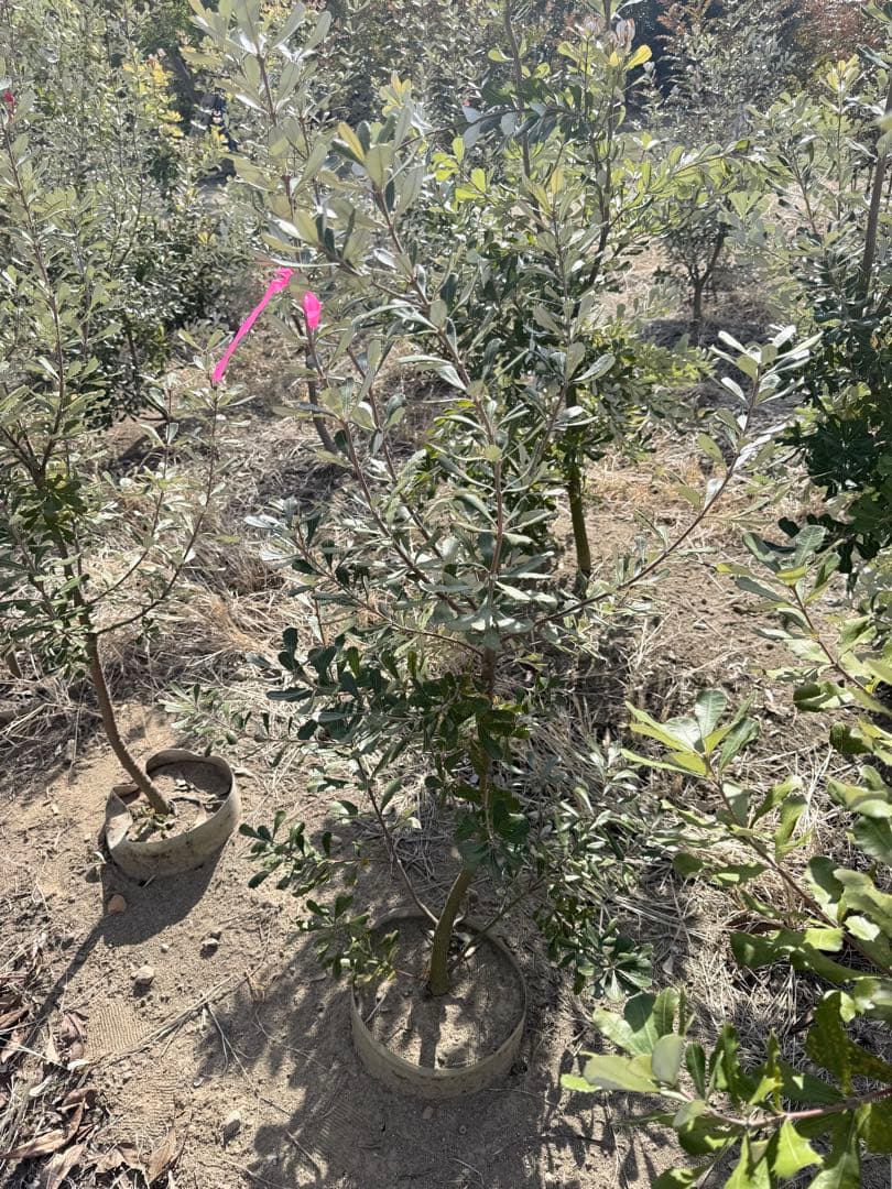 コーストバンクシア②