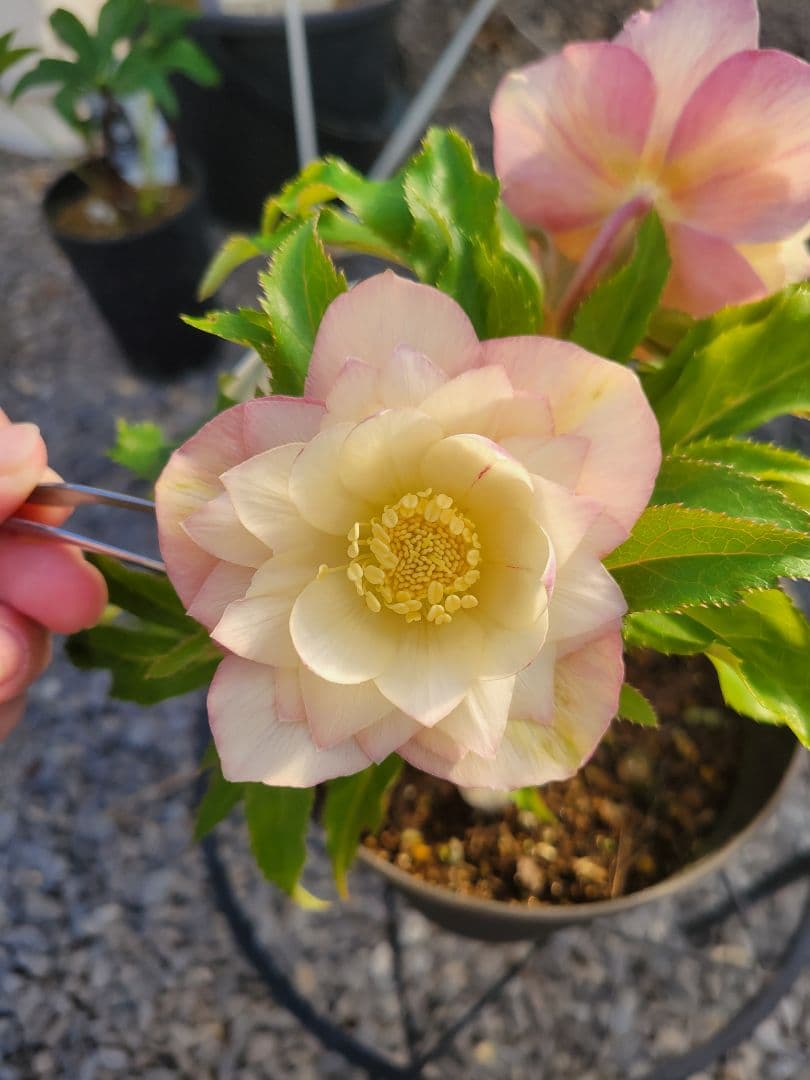 広瀬園芸　ホワイト柔らかピンクダブル　クリスマスローズ