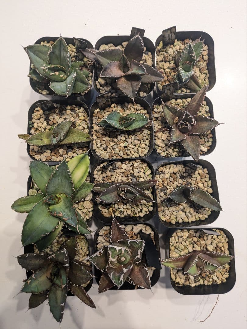 【鉢ごと発送】人気のチタノタ12種セット【ネームタグ付】