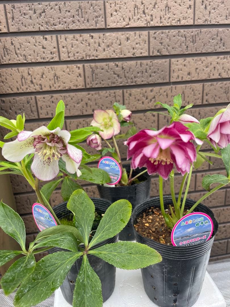 クリスマスローズ　セミダブル　ダブル 開花株　３苗　宿根草　シェードガーデン