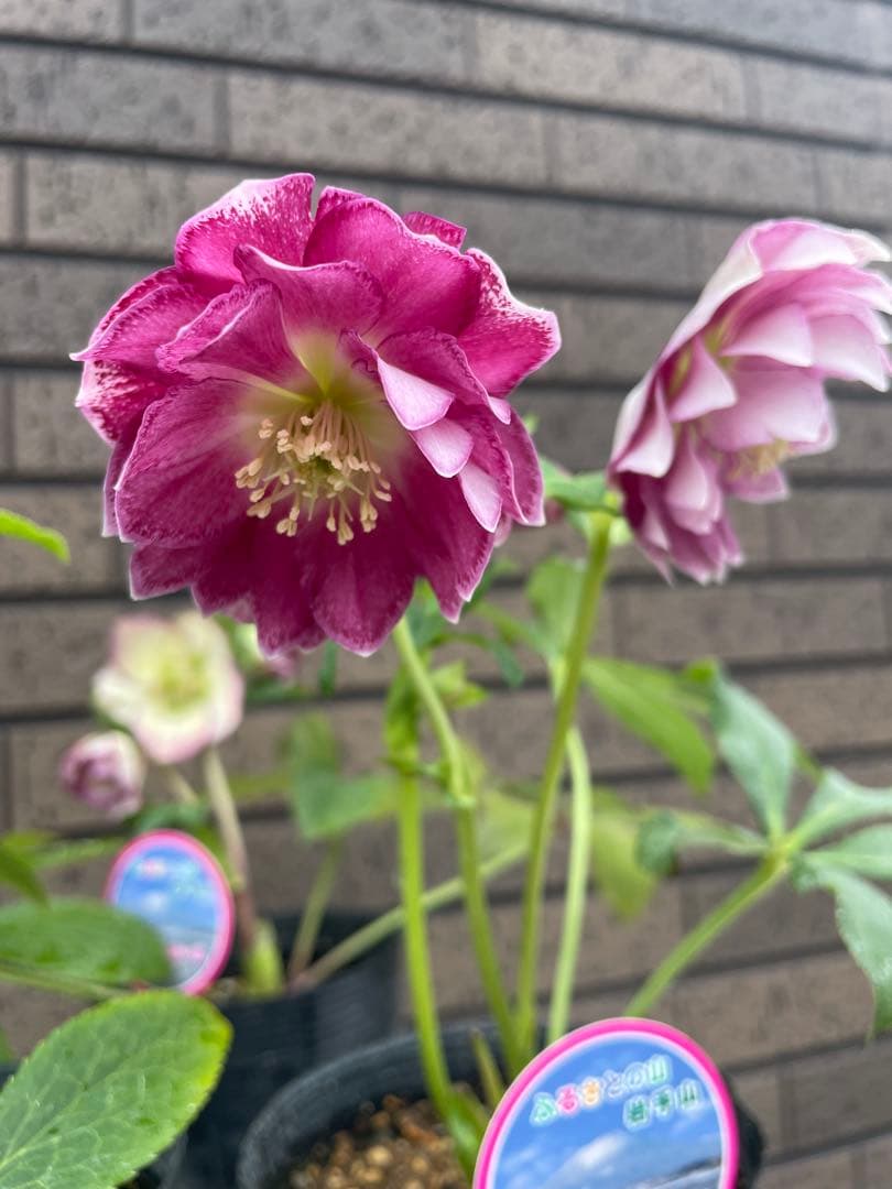 クリスマスローズ　セミダブル　ダブル 開花株　３苗　宿根草　シェードガーデン