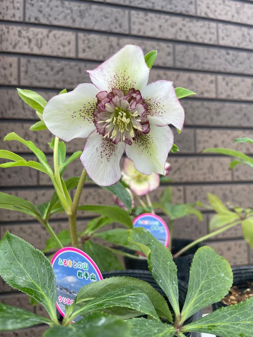 クリスマスローズ　セミダブル　ダブル 開花株　３苗　宿根草　シェードガーデン