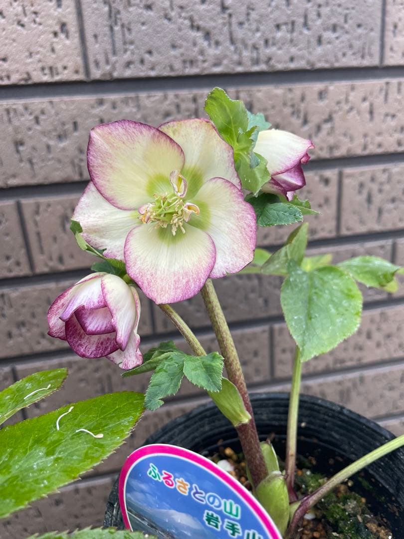 クリスマスローズ　セミダブル　ダブル 開花株　３苗　宿根草　シェードガーデン