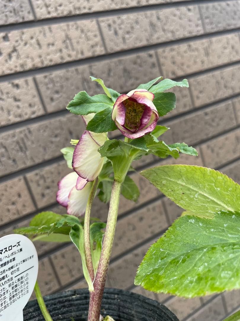 クリスマスローズ　セミダブル　ダブル 開花株　３苗　宿根草　シェードガーデン