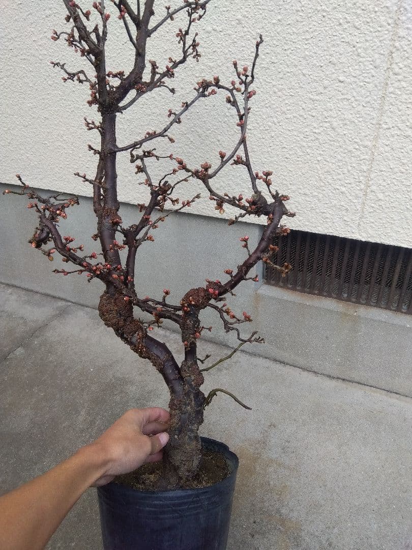 雲龍梅　古木　白花　７号ポットつき　特大❗　②