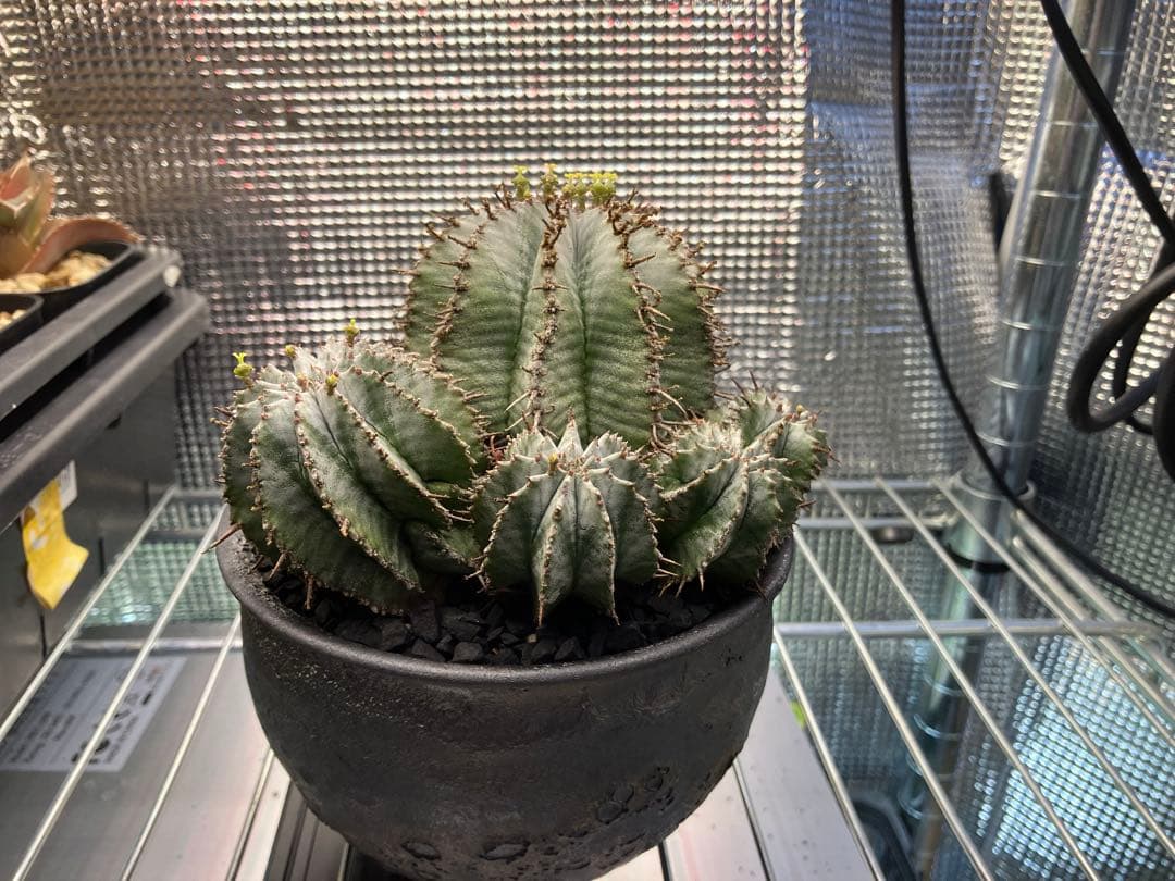 ユーフォルビア ホリダ　白衣ホリダ群生