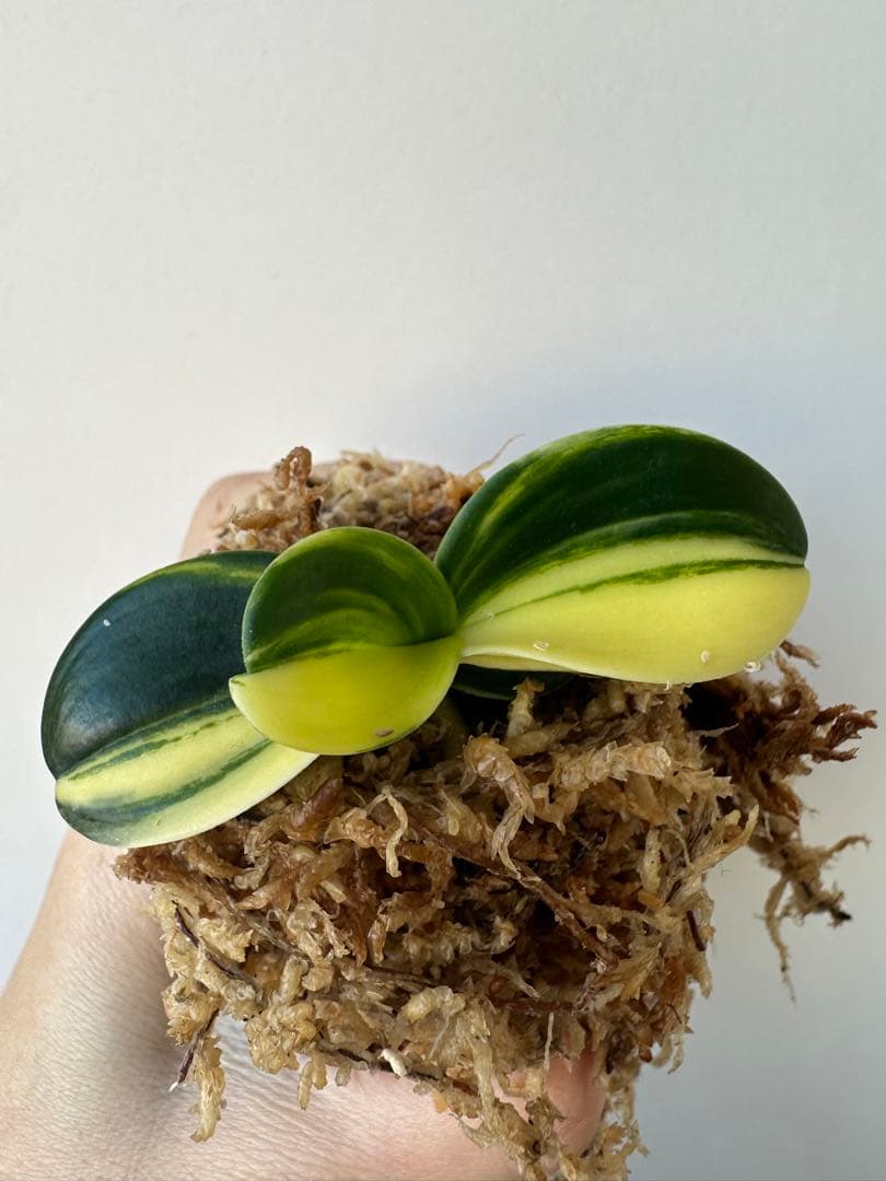 【 名護蘭 】明丸縞　363