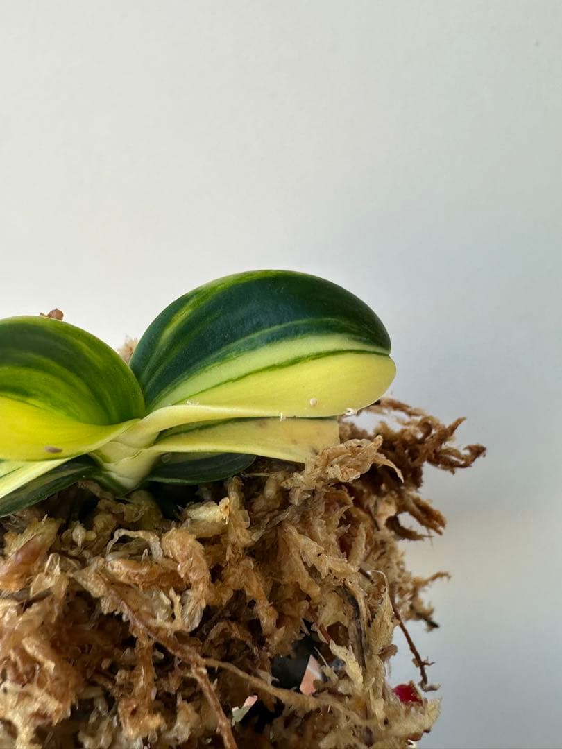 【 名護蘭 】明丸縞　363