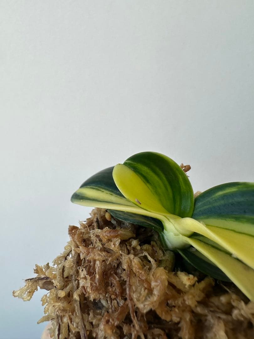 【 名護蘭 】明丸縞　363