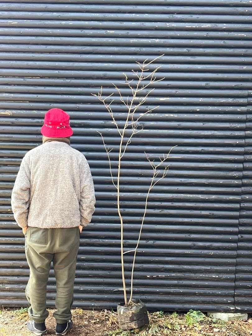 山採り天然　ツリバナ　2本株立ち　13