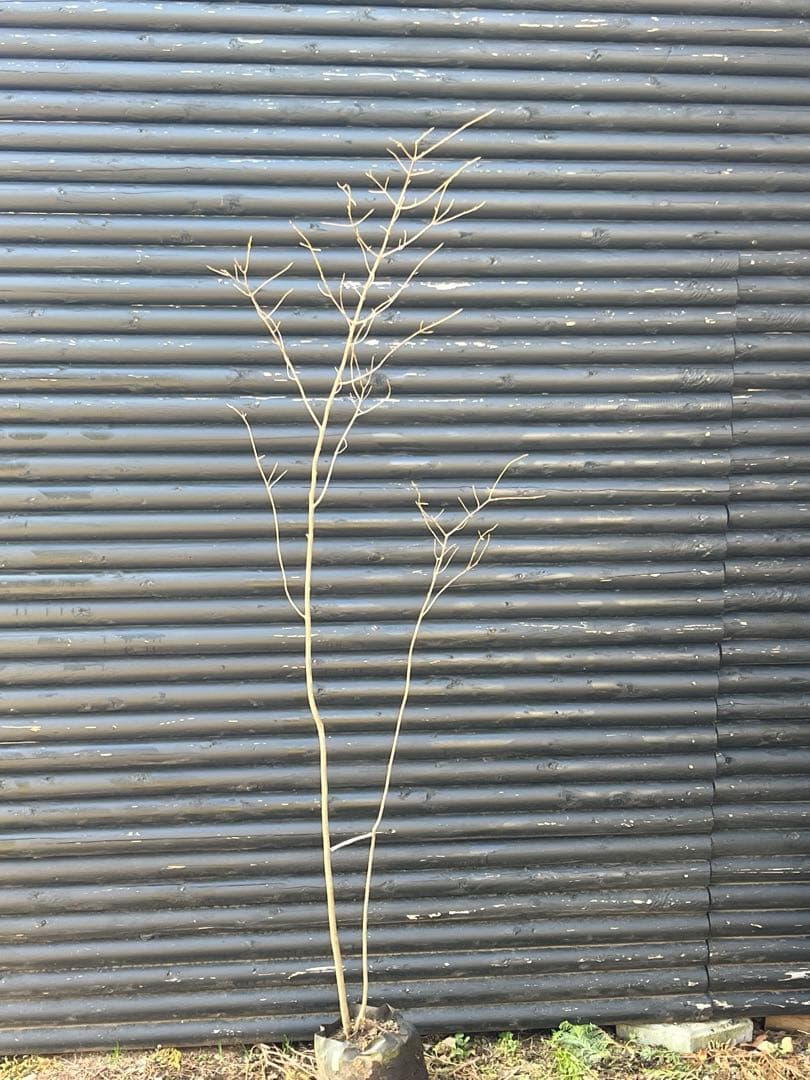 山採り天然　ツリバナ　2本株立ち　13