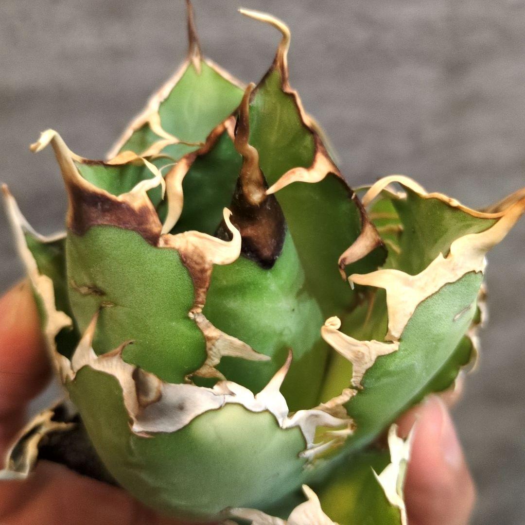 イランナーセリー選抜株 ドラゴンクロウ　イラン直輸入株 アガベ チタノタ