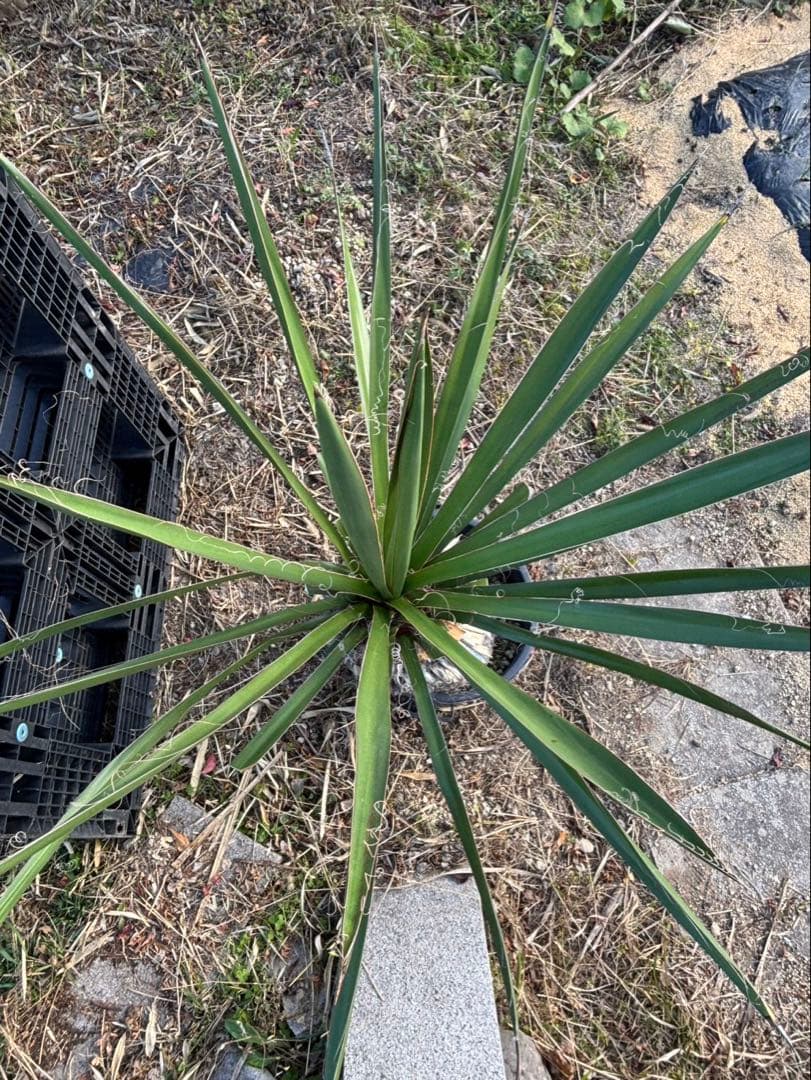 幹太【ユッカ ファクソニアーナ】発根済　ロストラータ、カルネロサーナ好きに