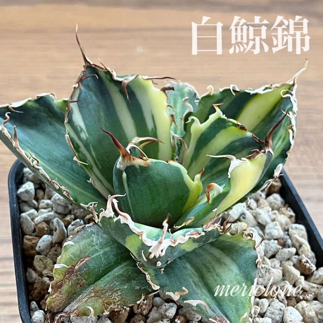 【鉢ごと発送】特大　美株　縞斑　アガべ　チタノタ　白鯨錦　TC