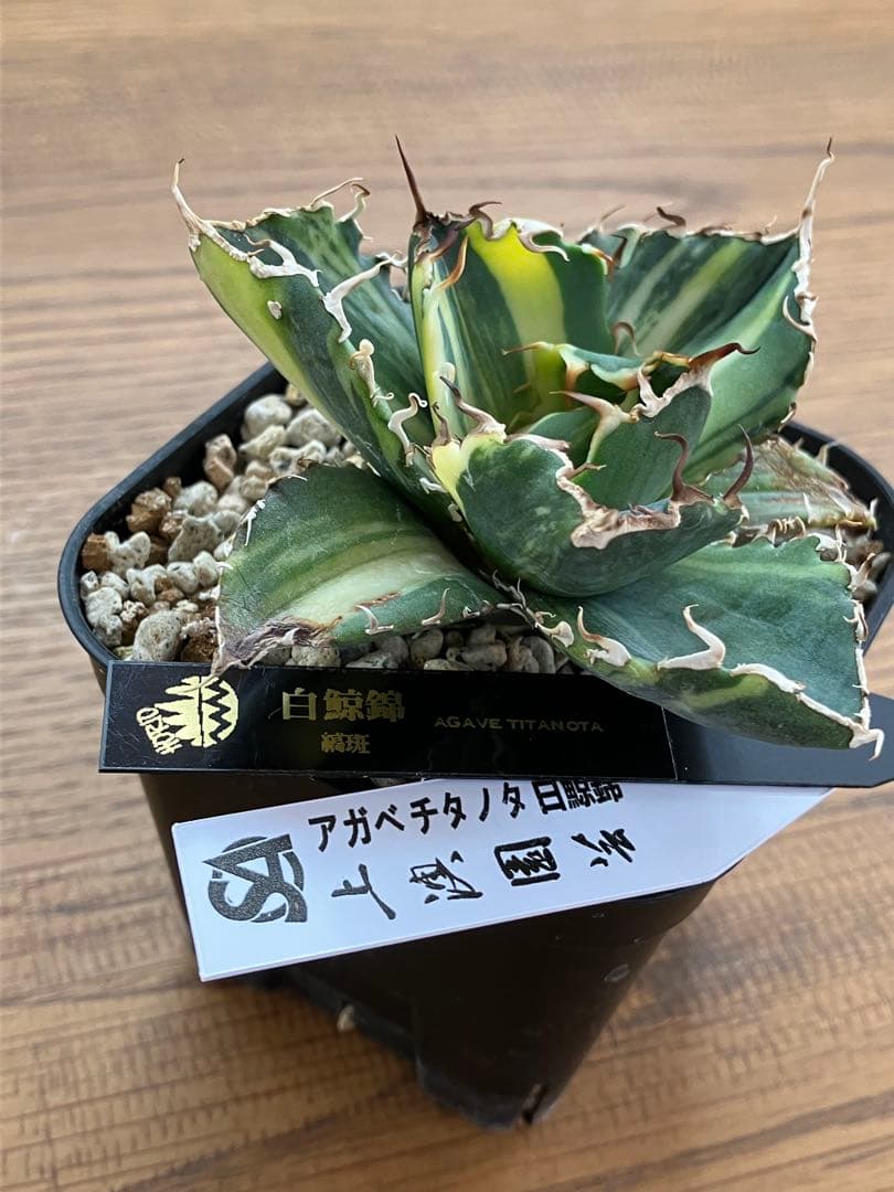 【鉢ごと発送】特大　美株　縞斑　アガべ　チタノタ　白鯨錦　TC