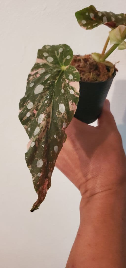 ベゴニア・マクラータ（Begonia maculata）斑入り株の出品です。