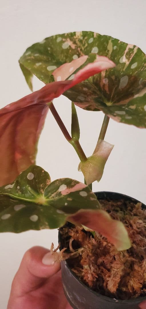 ベゴニア・マクラータ（Begonia maculata）斑入り株の出品です。