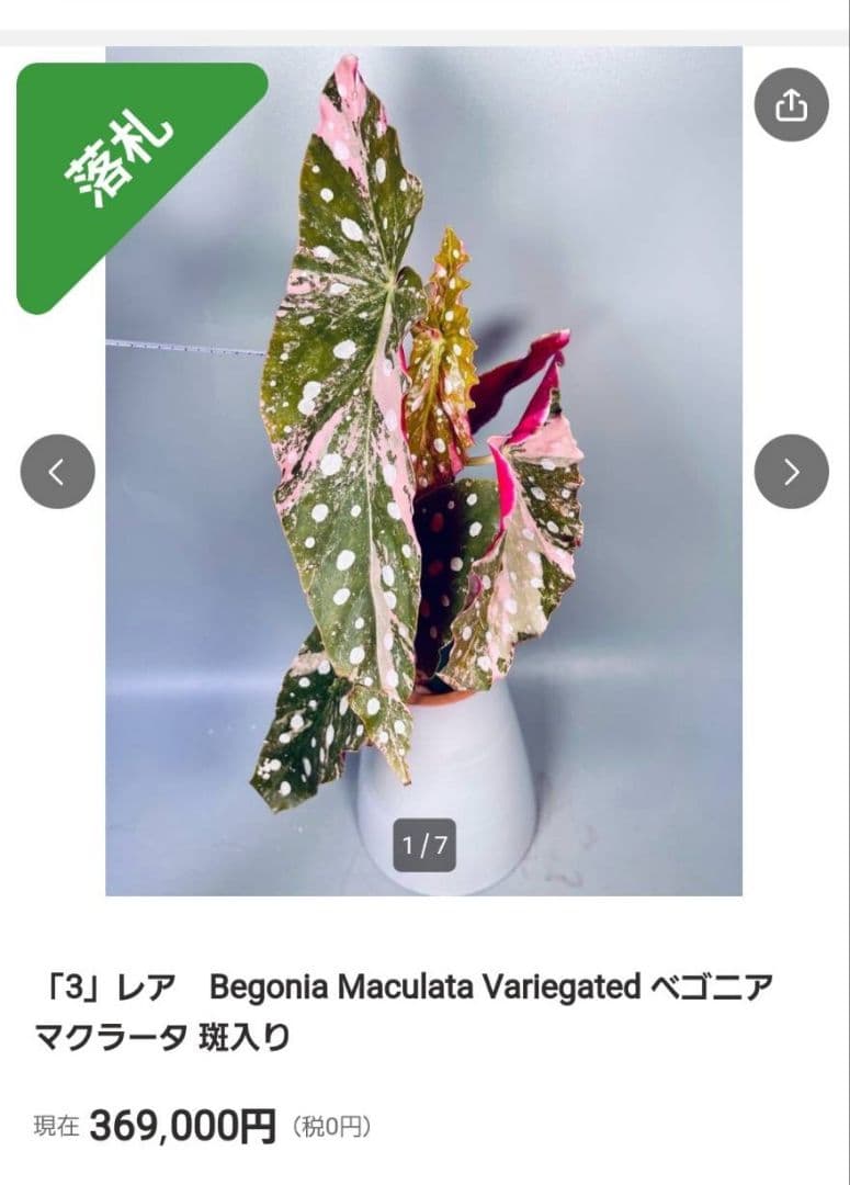 ベゴニア・マクラータ（Begonia maculata）斑入り株の出品です。