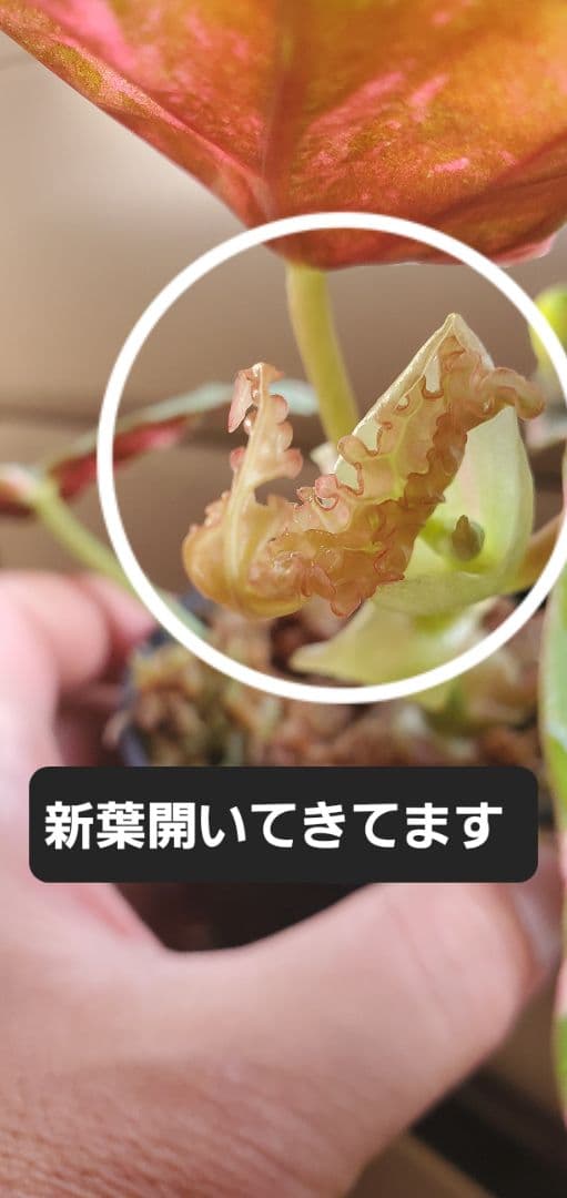 ベゴニア・マクラータ（Begonia maculata）斑入り株の出品です。