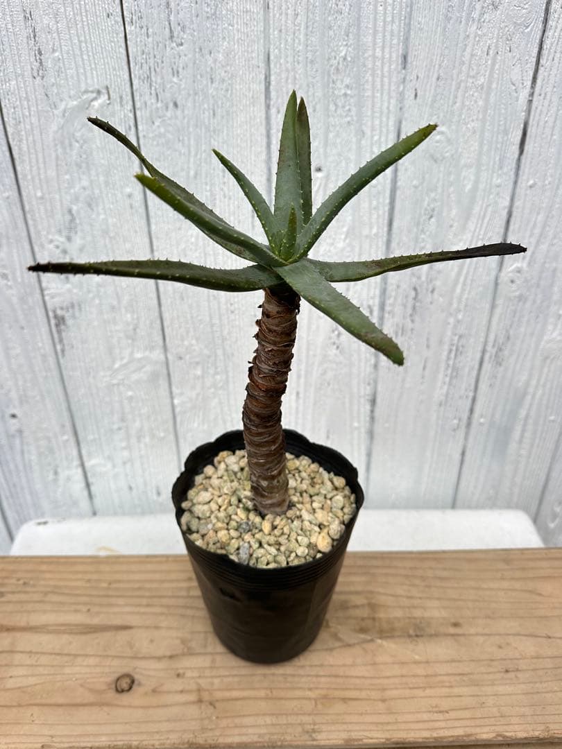 アロエ・ディコトマ　Aloidendron dichotomum