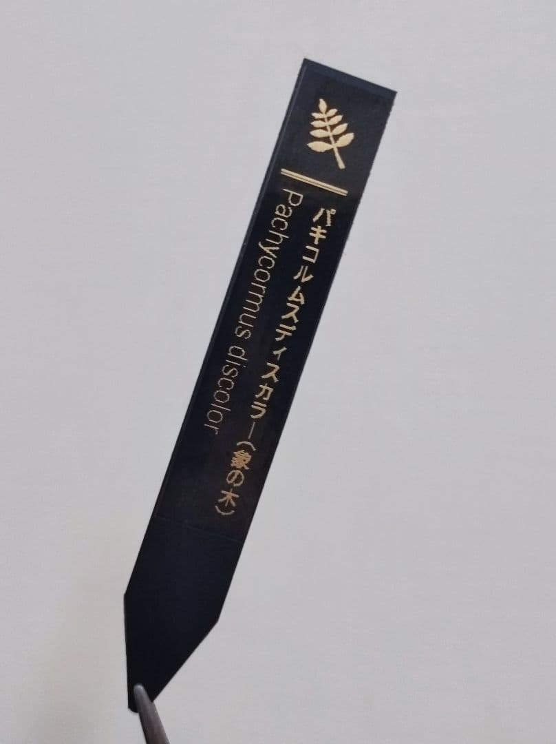 【メルちゃん】象の木B,I 第4種速達