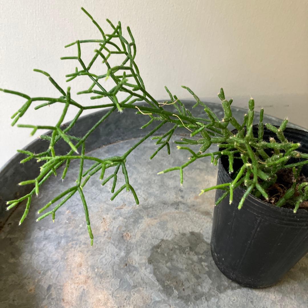 リプサリス　品種？