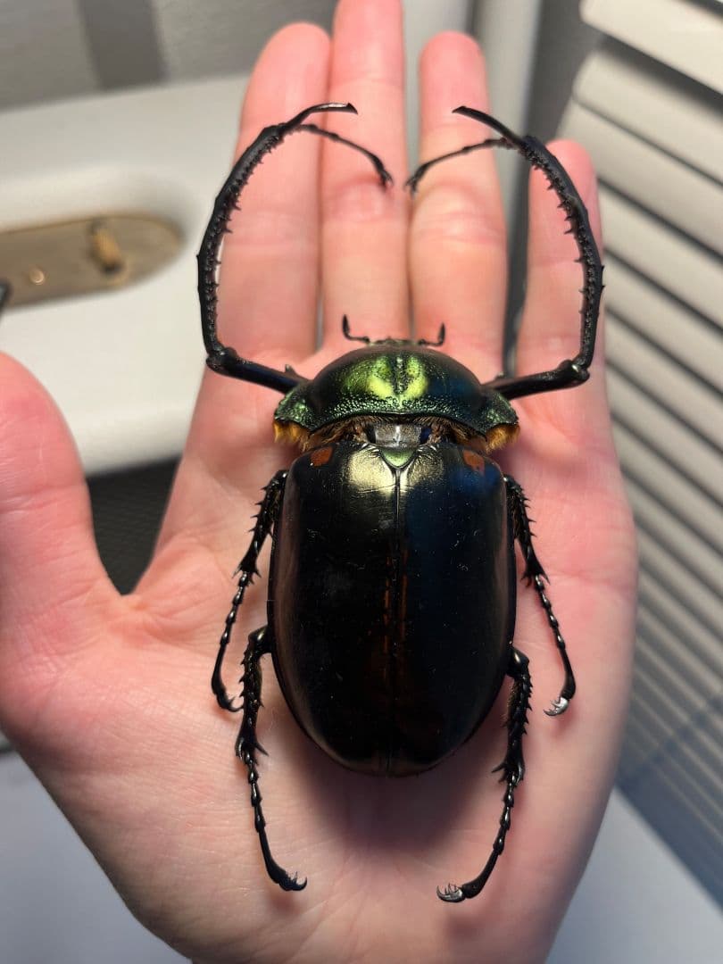 【European】ヤンソニーテナガコガネ　カメムシサシガメ甲虫昆虫標本ハムシ