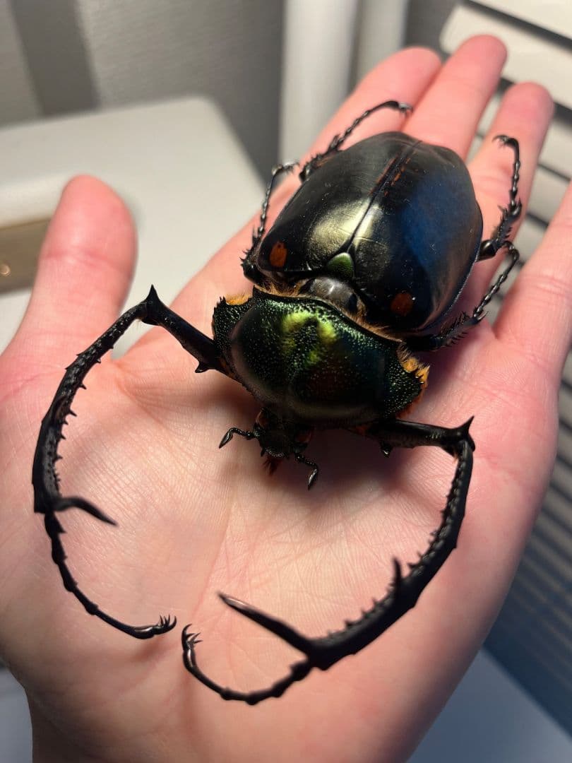 【European】ヤンソニーテナガコガネ　カメムシサシガメ甲虫昆虫標本ハムシ