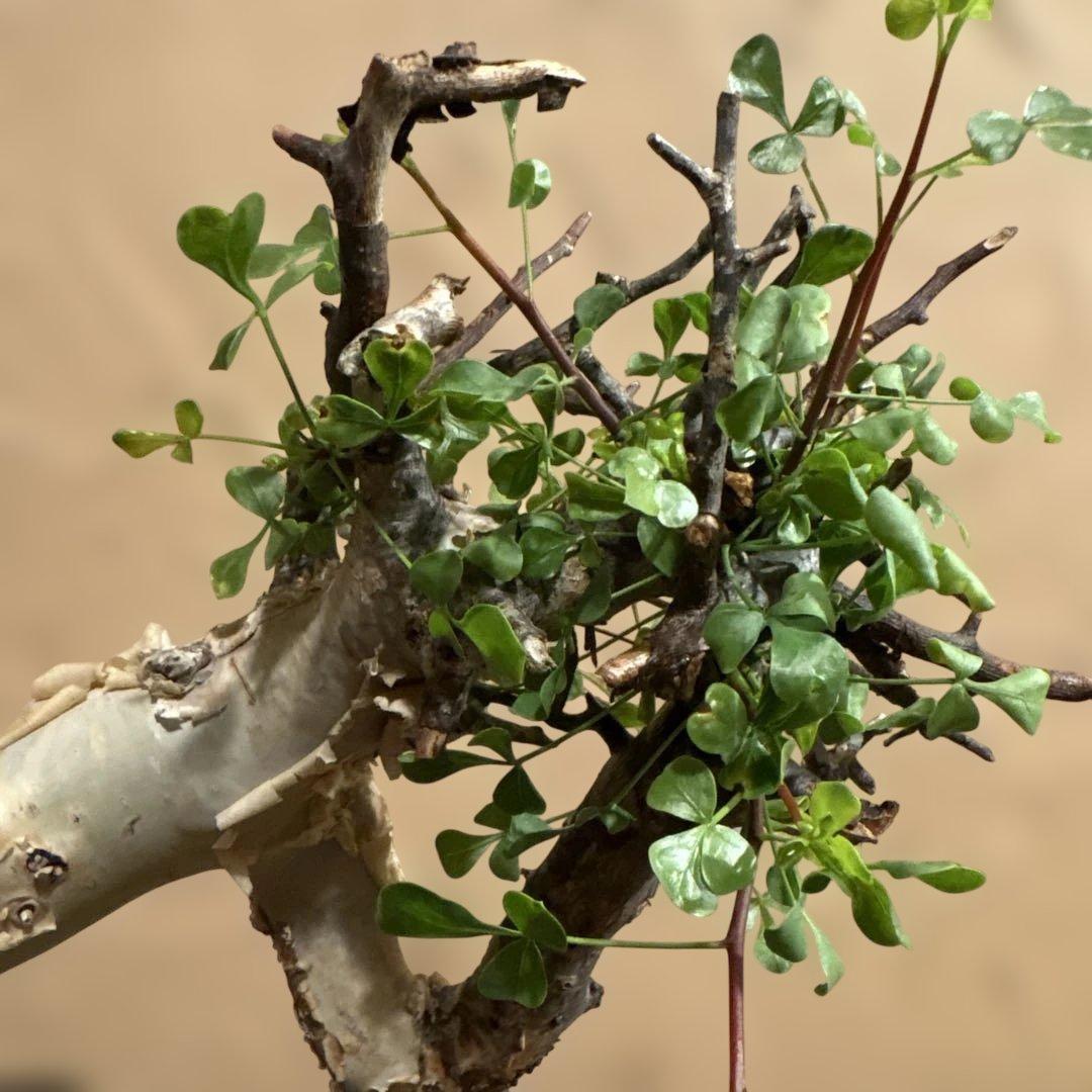 【発根済】cコミフォラカタフ ピュア ソマリア産