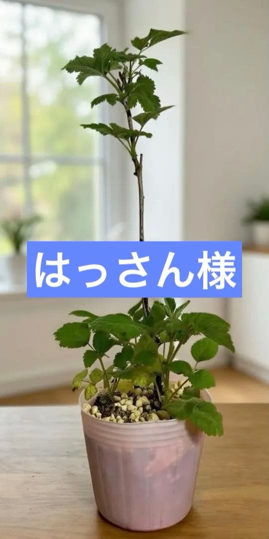 トゲなしラズベリー　グレンアンプル　30以上 4本