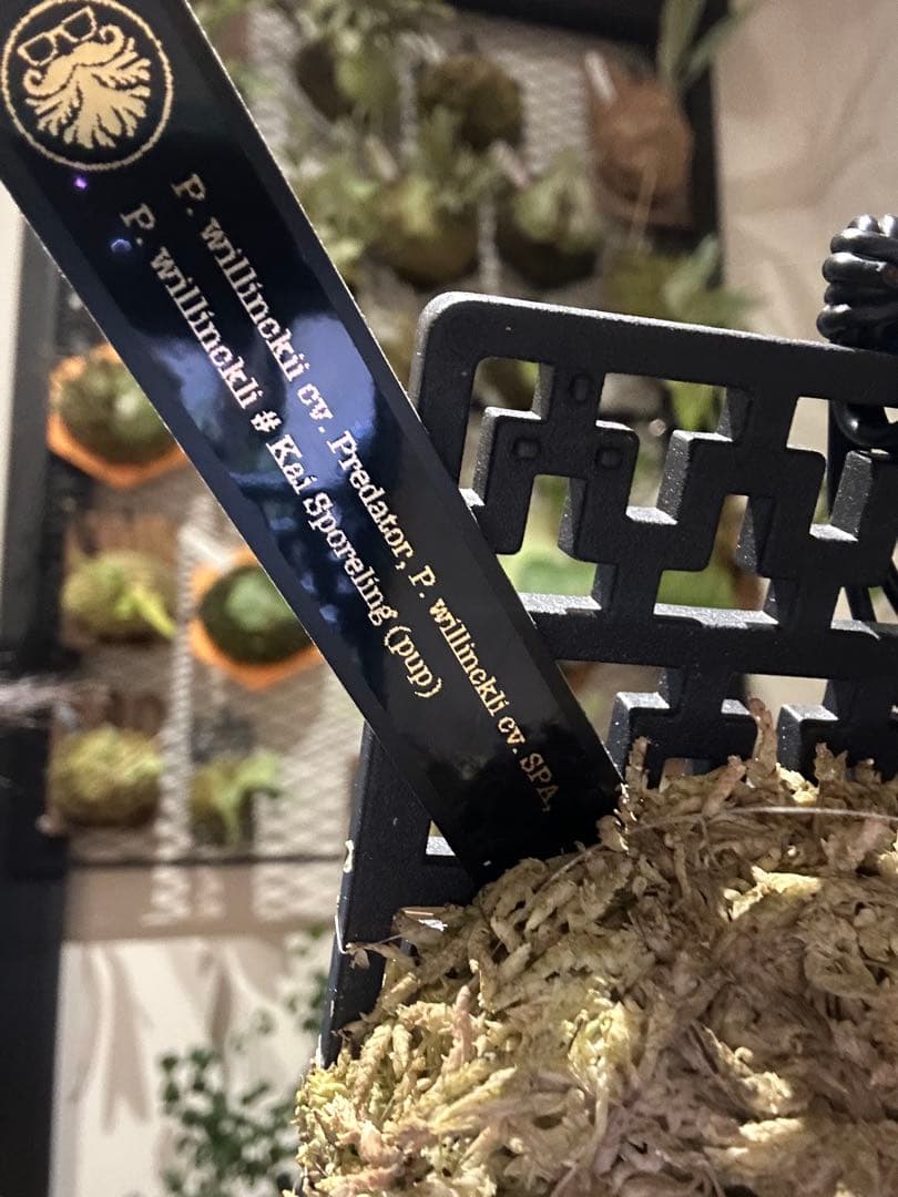 ビカクシダ willinckii mix spore Predator, SPA,Kai