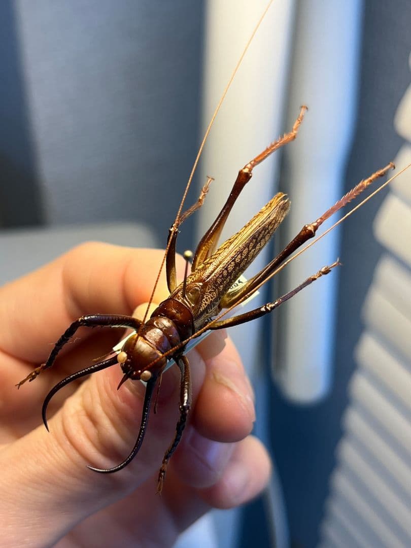 【極美展足】クワガタキリギリス 化け物キリギリス 昆虫標本 ウェタ バッタ