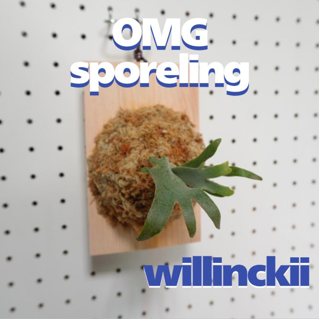 ビカクシダ OMG ウィリンキードワーフ 板付 O-8