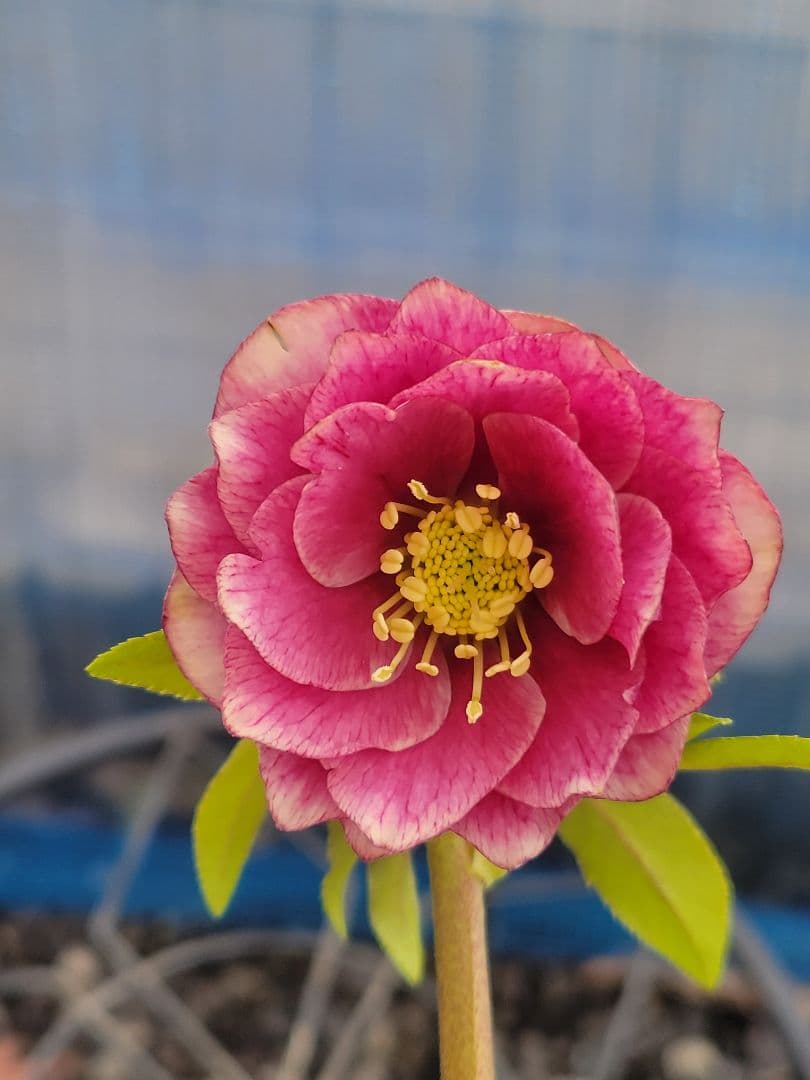 アンティークレッド白抜けダブル　クリスマスローズ　広瀬園芸　ソレイユ系