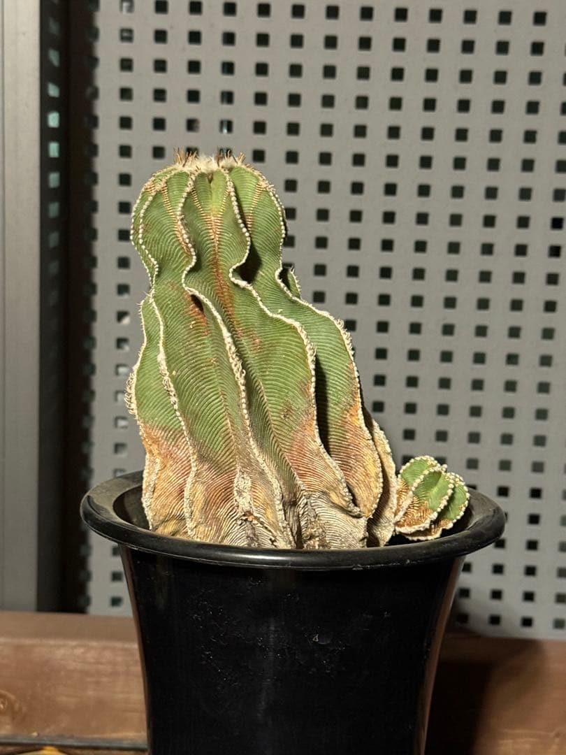 アズテキウム　ヒントニー　国内実生　大株