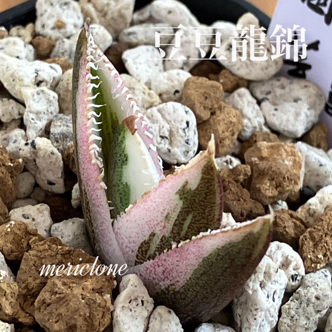 【鉢ごと発送】希少　発根済　安定株　アガべ　チタノタ　豆豆龍錦　TC 白覆輪