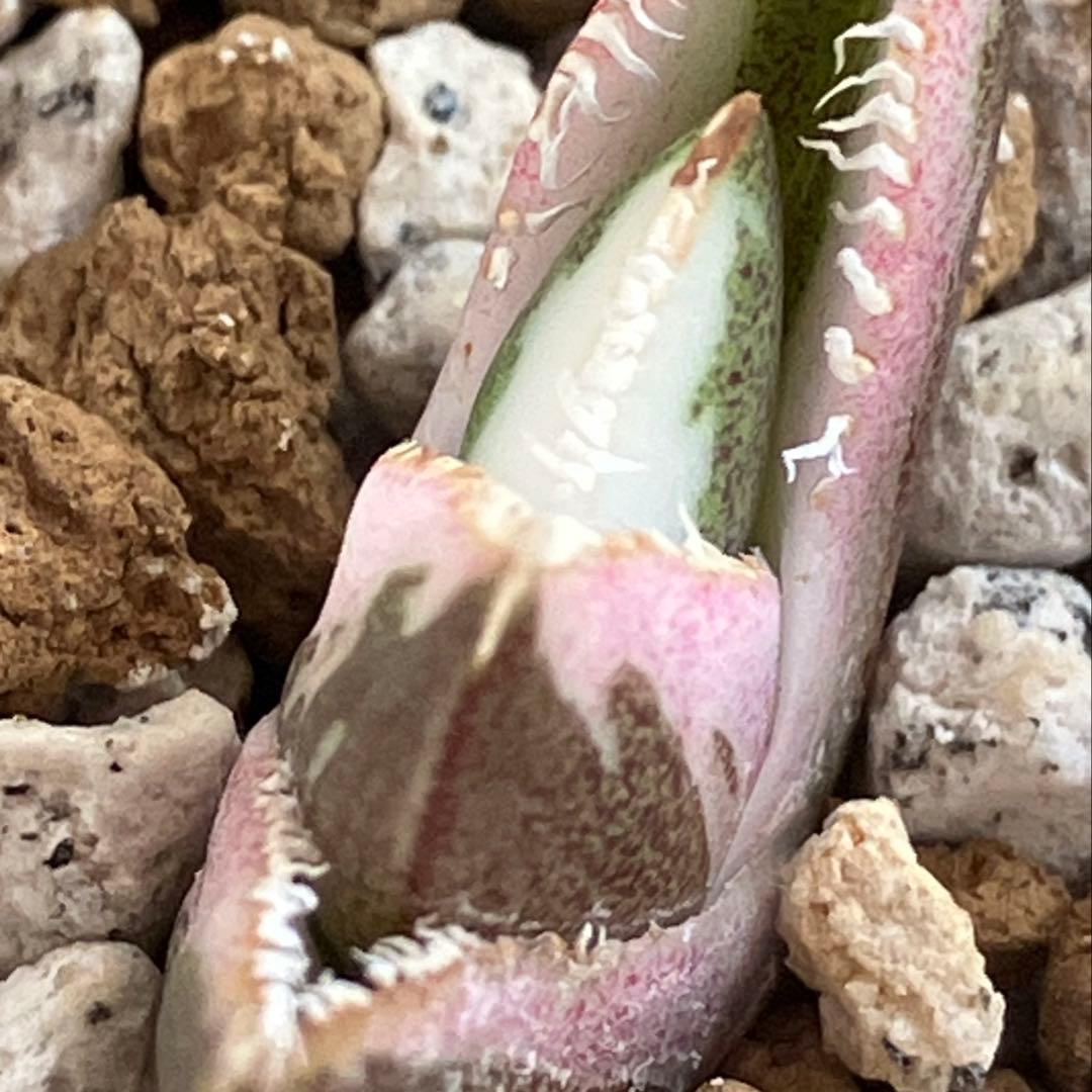 【鉢ごと発送】希少　発根済　安定株　アガべ　チタノタ　豆豆龍錦　TC 白覆輪