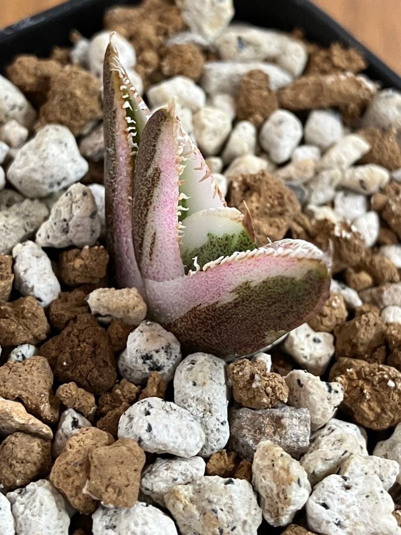 【鉢ごと発送】希少　発根済　安定株　アガべ　チタノタ　豆豆龍錦　TC 白覆輪