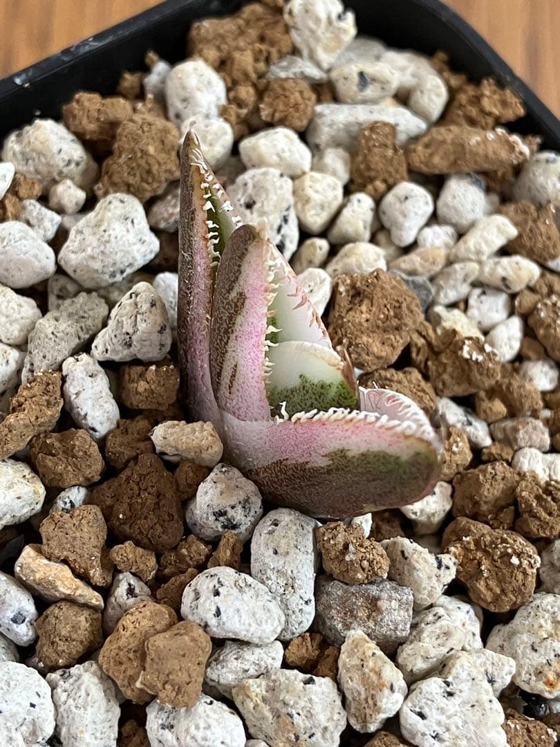 【鉢ごと発送】希少　発根済　安定株　アガべ　チタノタ　豆豆龍錦　TC 白覆輪