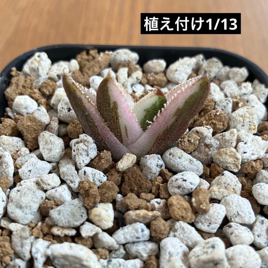 【鉢ごと発送】希少　発根済　安定株　アガべ　チタノタ　豆豆龍錦　TC 白覆輪