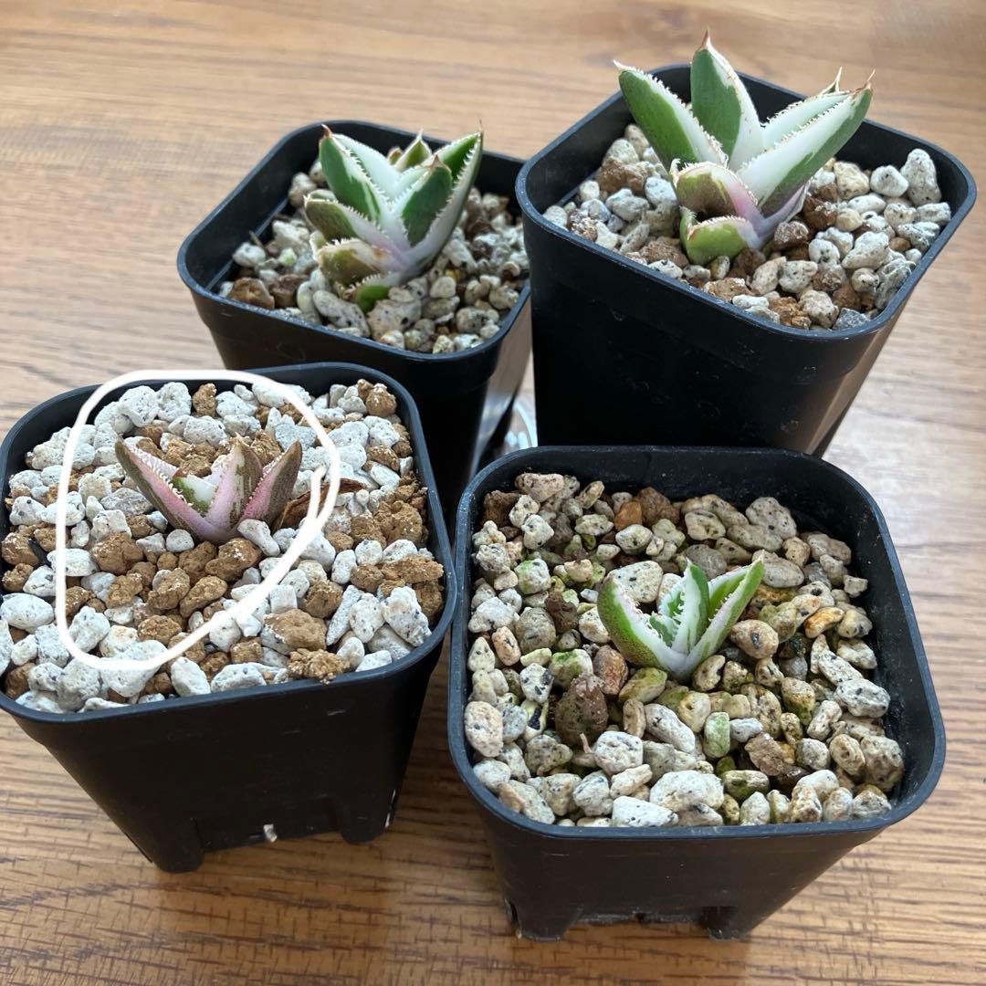 【鉢ごと発送】希少　発根済　安定株　アガべ　チタノタ　豆豆龍錦　TC 白覆輪