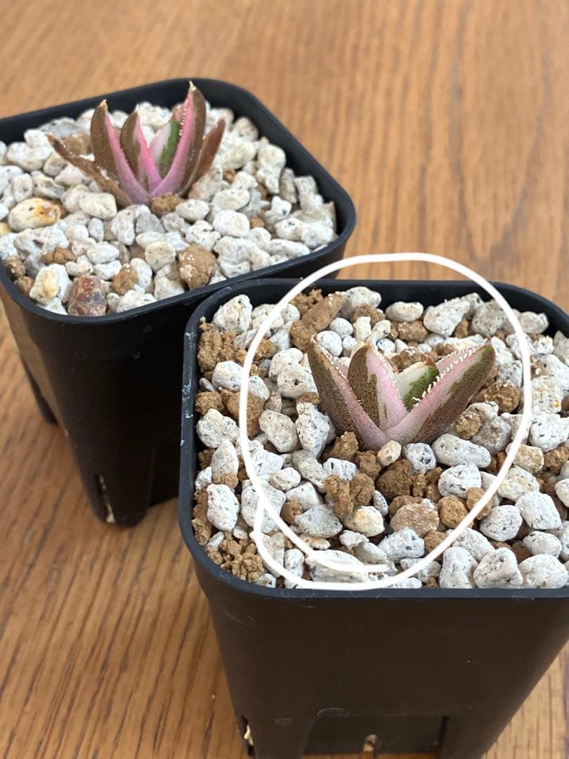 【鉢ごと発送】希少　発根済　安定株　アガべ　チタノタ　豆豆龍錦　TC 白覆輪