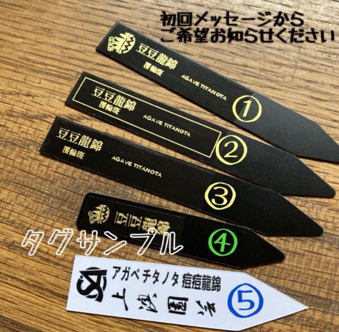 【鉢ごと発送】希少　発根済　安定株　アガべ　チタノタ　豆豆龍錦　TC 白覆輪