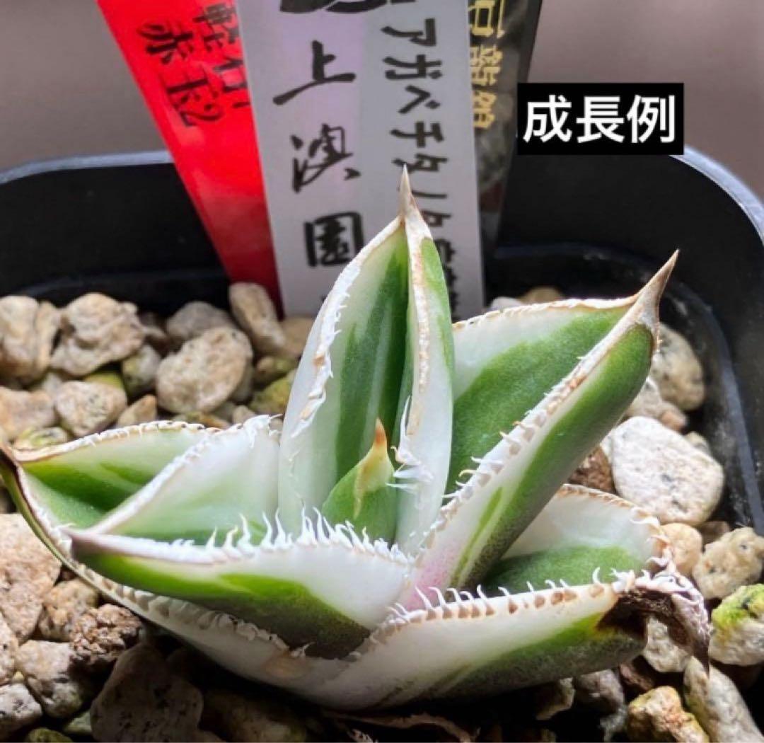 【鉢ごと発送】希少　発根済　安定株　アガべ　チタノタ　豆豆龍錦　TC 白覆輪