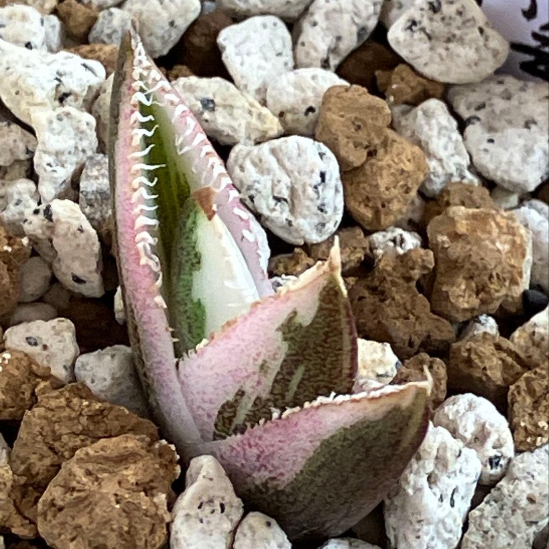【鉢ごと発送】希少　発根済　安定株　アガべ　チタノタ　豆豆龍錦　TC 白覆輪