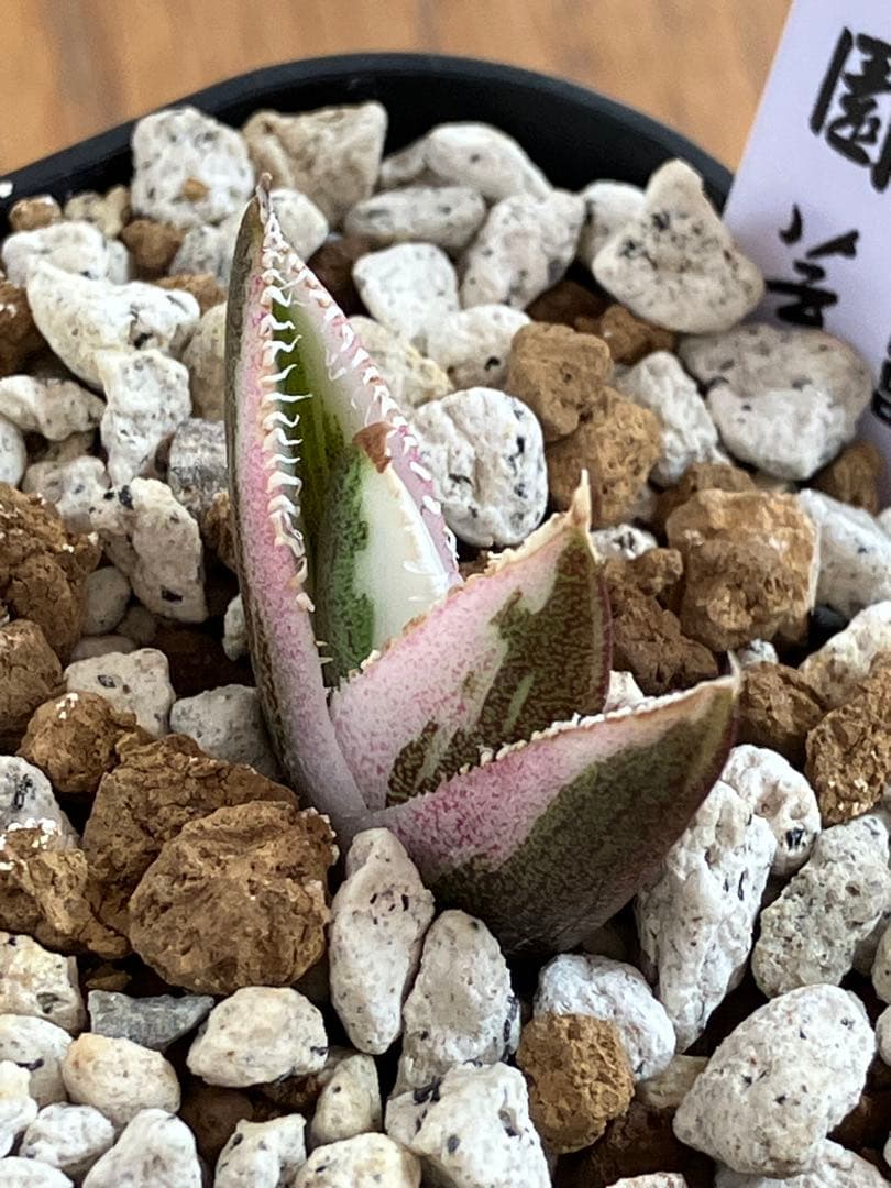 【鉢ごと発送】希少　発根済　安定株　アガべ　チタノタ　豆豆龍錦　TC 白覆輪