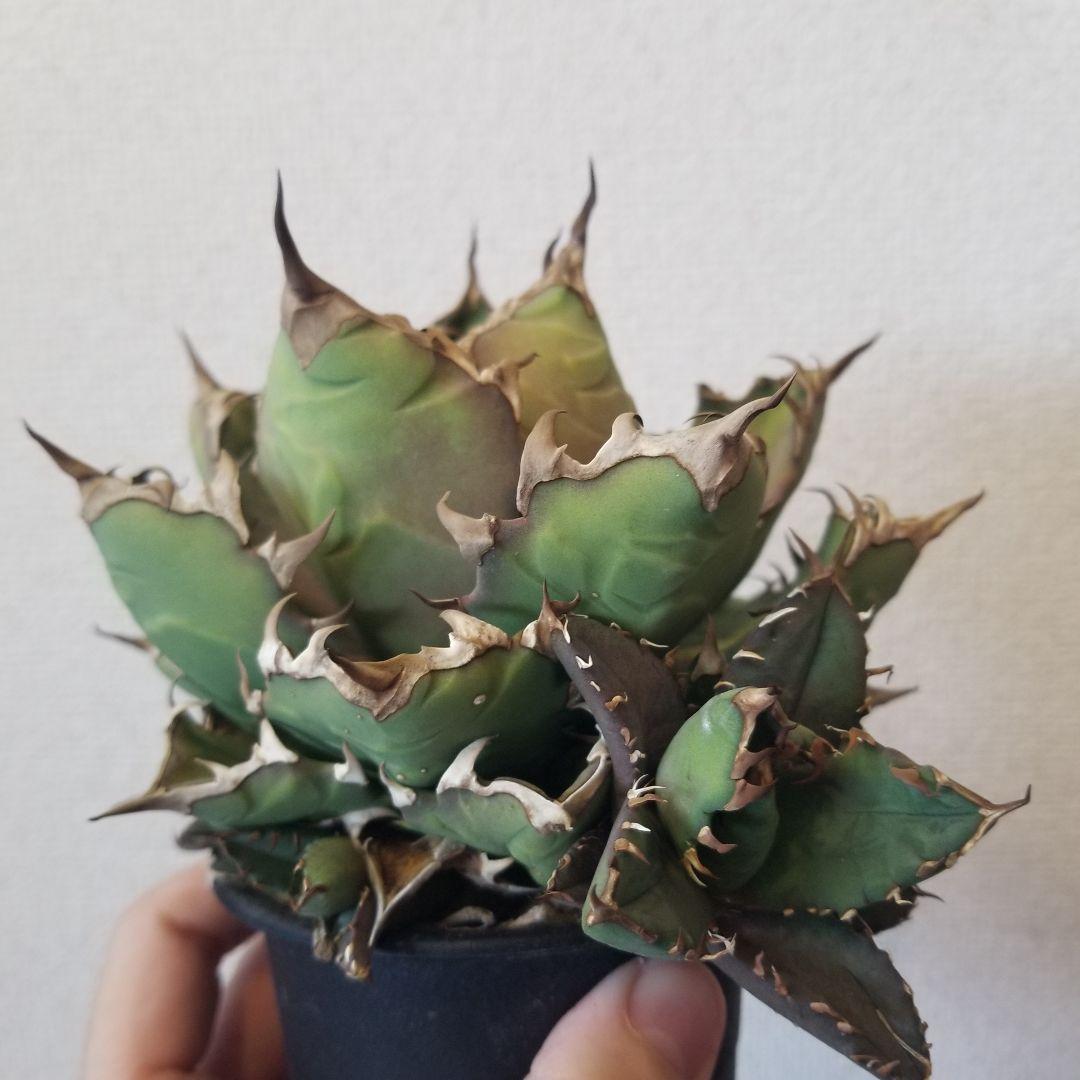 アガベ　姫厳竜