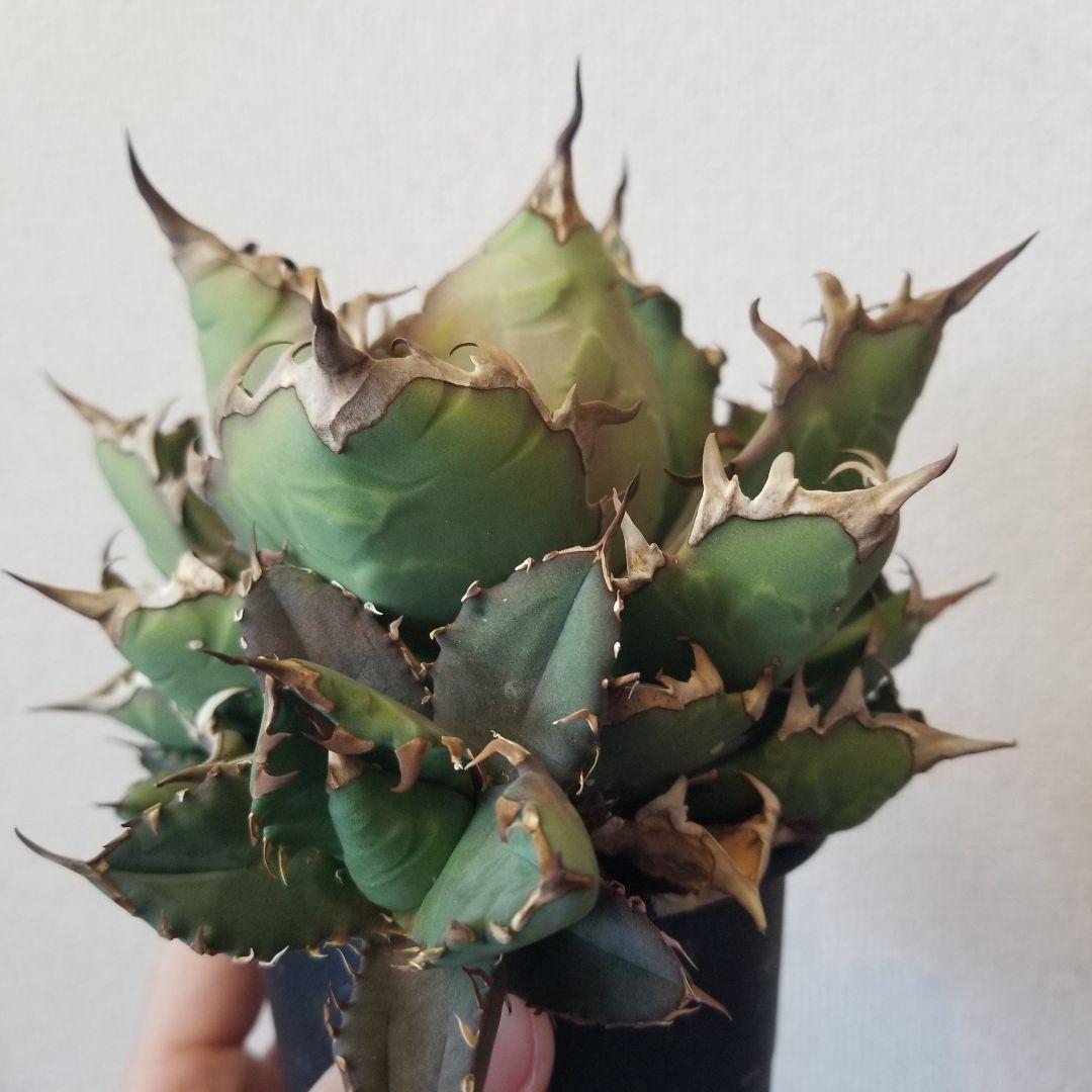 アガベ　姫厳竜