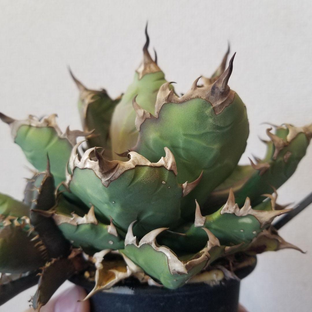 アガベ　姫厳竜