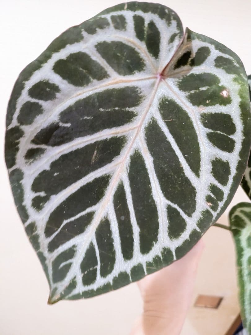 Anthurium アンスリウム　レッドクリスタリナム × KOS